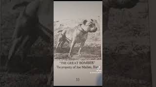 HISTORICAL STAFFORDSHIRE BULL TERRIERS #staffordshirebullterrier #dog #staffordshire #dogs