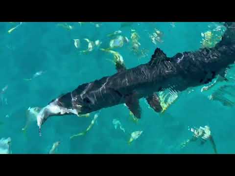 Hand Feeding Barracuda