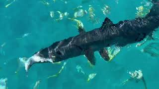 Hand Feeding Barracuda
