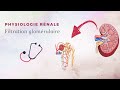 Physiologie rnale  filtration glomrulaire