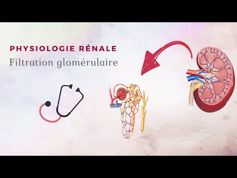 Vidéo: Pendant la grossesse le taux de filtration et le nombre de néphrons ?