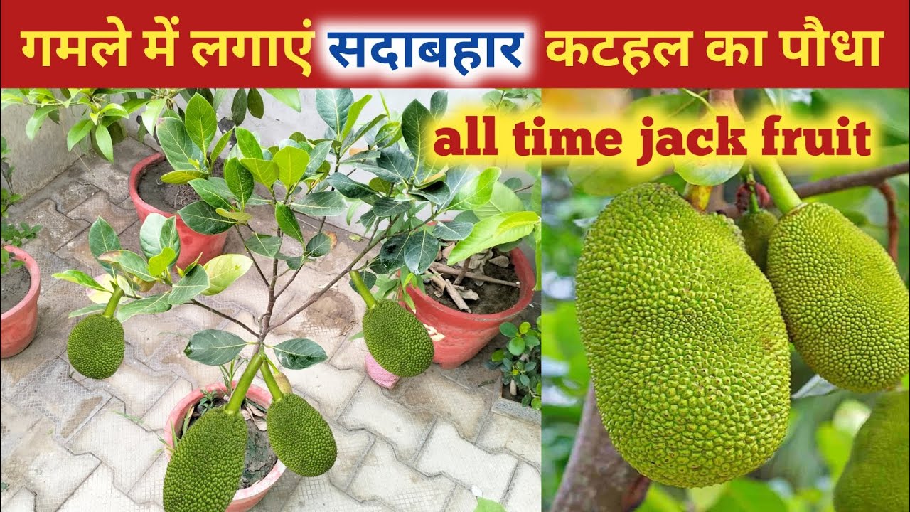 गमले में लगाएं सदाबहार कटहल का पौधा|jack fruit plant|vitenam super early jack fruit plant #gardening