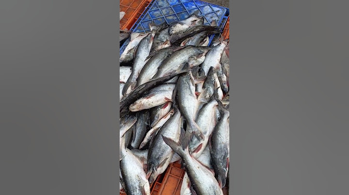 இந்த மீன் சாப்பிடலாமா? இந்த மீனின் பெயர் என்ன? #fish #fishmarket #fishes #fishing #seafood #sea
