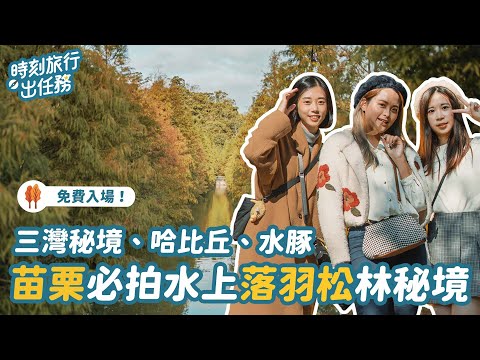 苗栗三灣秘境一日遊，網紅必去ig打卡景點 ｜三灣落羽松、台版魔戒哈比丘 #時刻旅行出任務 #時刻旅行