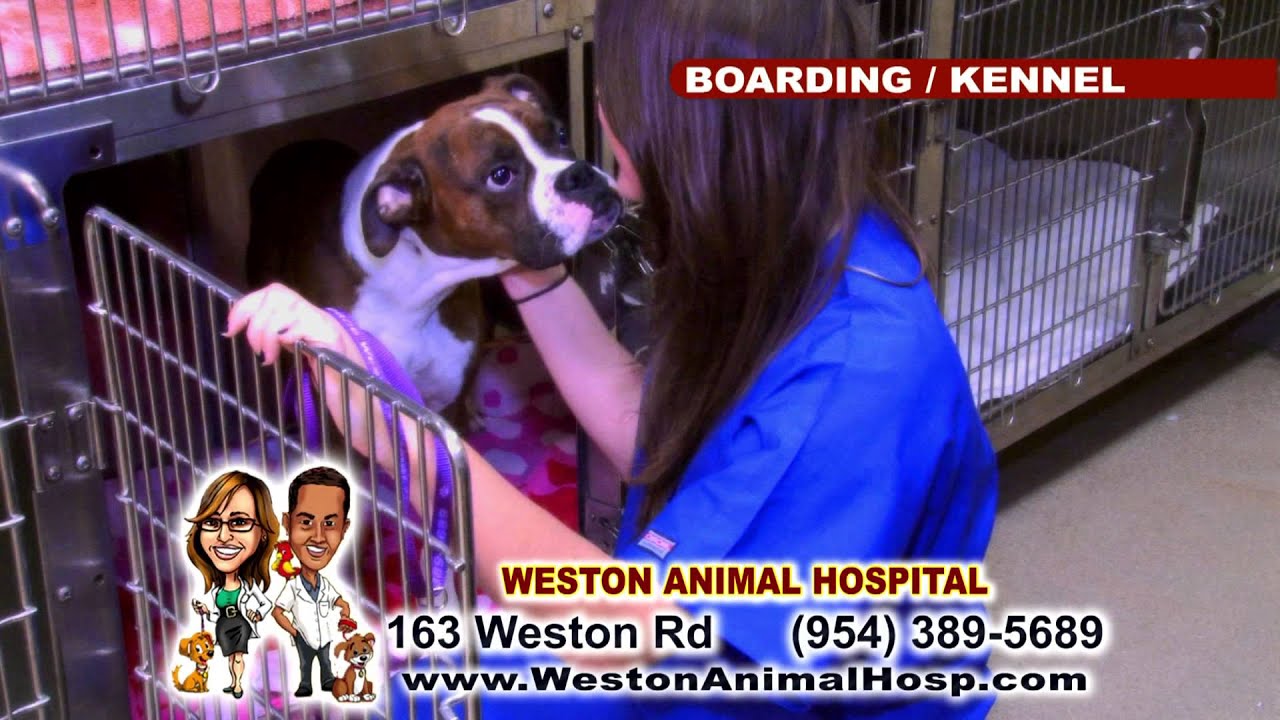 WESTON ANIMAL HOSPITAL 2 2 YouTube