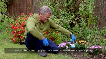 How to treat brambles in your flowerbed with Roundup weedkiller gel | Video