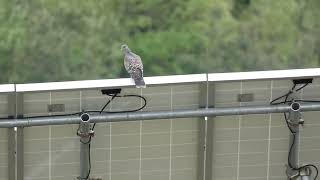 Oriental Turtle Doves Hide In The Megasolar Power Station