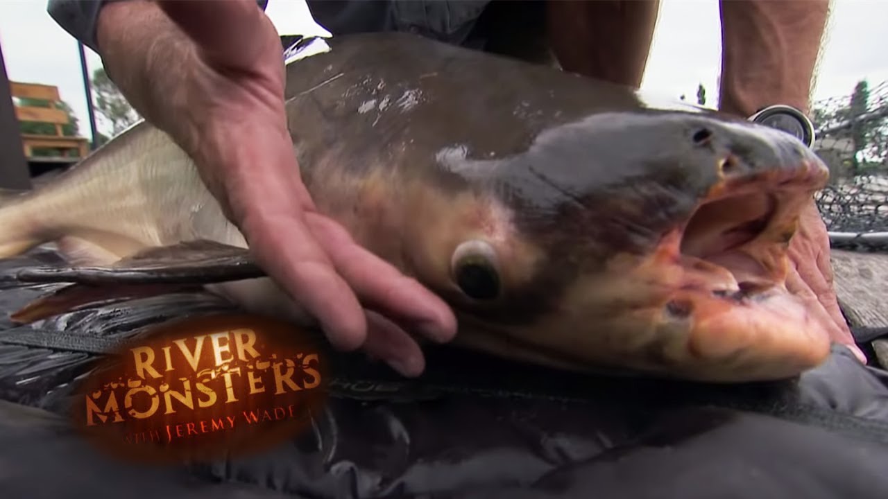 Mekong Giant Catfish River Monsters
