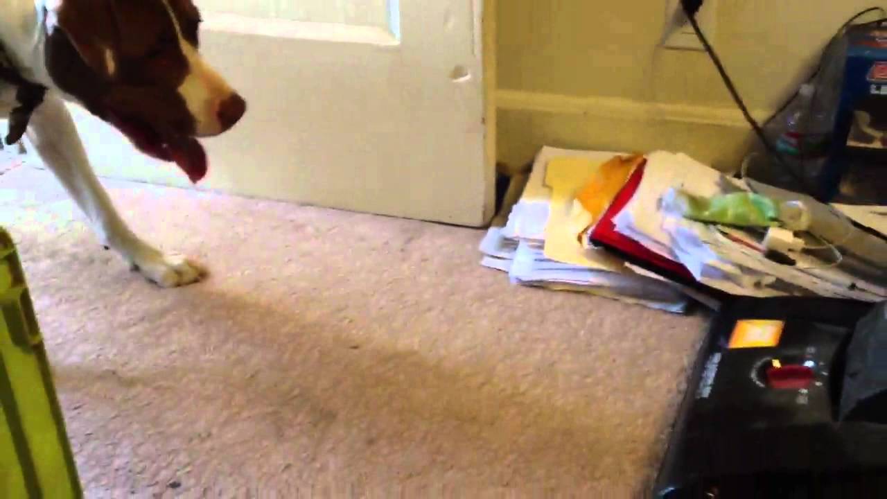 Donnie dog vs vacuum cleaner YouTube