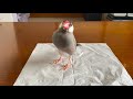 ミカンを貰える喜びが大爆発する文鳥の行動が可愛すぎる　java sparrow