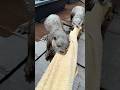 カワウソギャングのタオル戦争😏😏 The Otter Gang's Towel War #shorts