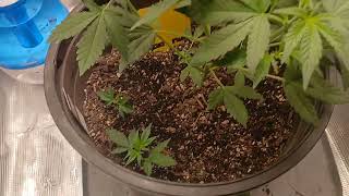 FrostBanger Auto Day 41 from Sprouting Veg stage