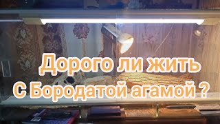 Сколько стоит содержать бородатую агаму | бородатая агама | ящерица в доме | Сколько стоит