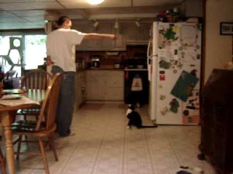 My Cat Panda Playing ...
