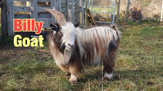 The Pygmy goat billy that I will use for breeding!