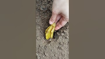 Cách ăn  chân gà mãi không hết #shorts