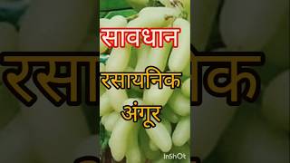 Raisins #yt #grape #kishmish #fruit #bazar #rajivdixit #business #healthtips #shorts #youtubeshorts