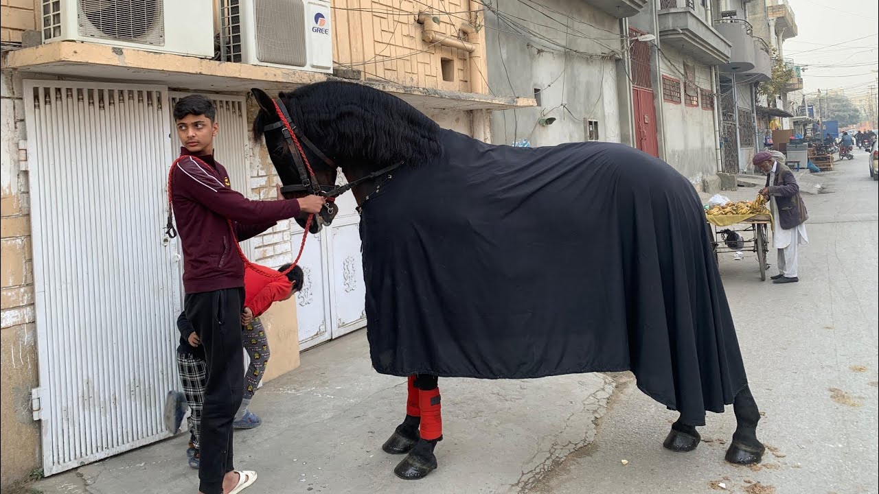 Zuljanah sakhi badsha||walk#zuljanah #zuljanahvideos 