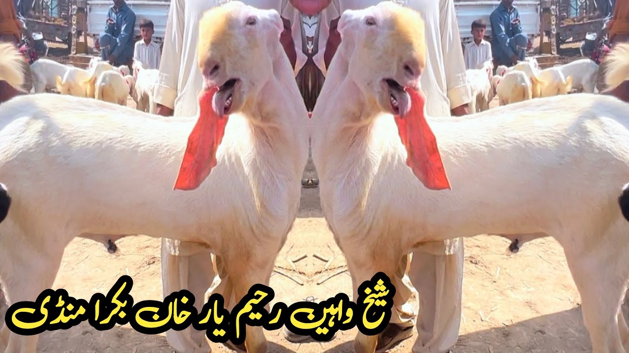 SheikhWahen Rahim Yaar Khan Mandi Today Update Most Biggest Rajan Puri ...