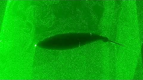 Tunabot: Tuna-Inspired Robotics