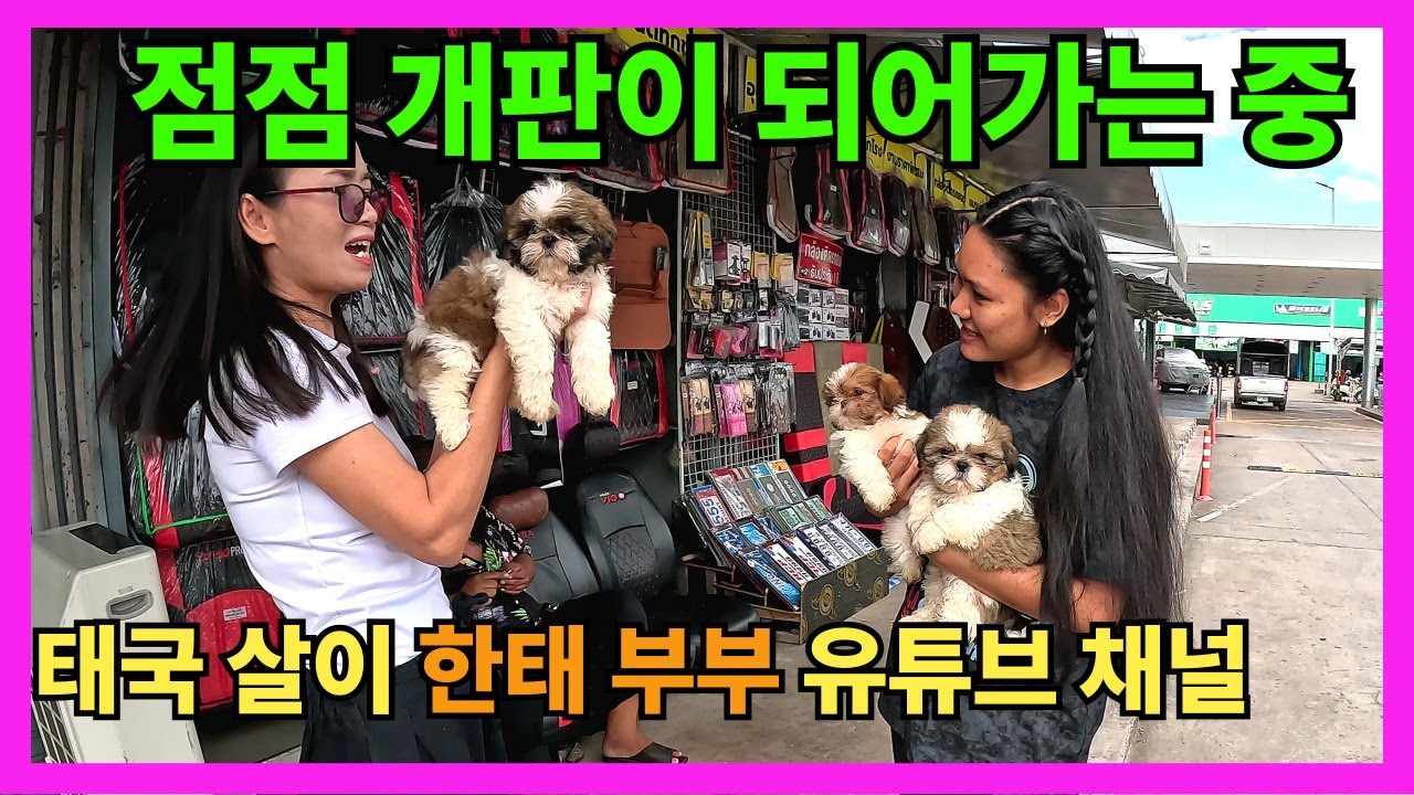 🇰🇷🇹🇭 태국에서의 새로운 삶을 누리는 중. 새로운 가족의 입양!