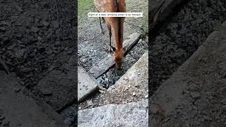 Nature's Serenity: Deer Drinking from the stream