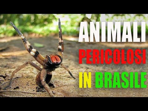 Animali pericolosi in Brasile