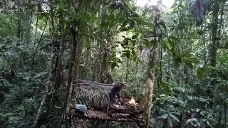 Bushcraft Survival Skills, Safe Shelter in the Trees, Tropical Forest Cuisine of Southeast Asia