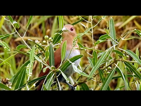 Alma-de-gato, Pássaro inquieto e arisco, Piaya cayana, Squirrel Cuckoo