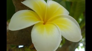 FLOWERS OF TONGA