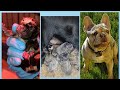 Artificial Insemination Process for French Bulldogs: Tips and Techniques Revealed