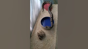 snake wants his mouse