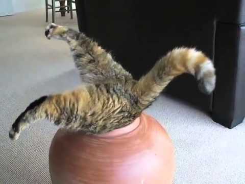 სერიოზული საქმე აქვს შიგნით...