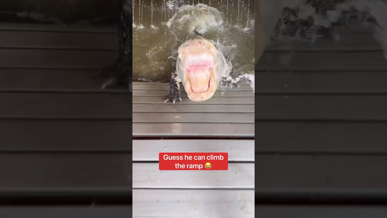 Что происходит, когда я обрызгиваю своего аллигатора водой из шланга 💦🐊