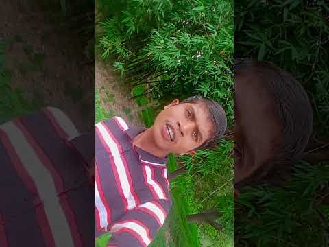 Char Bina Bachi Na Paraan Hai Song Bhojpuri 