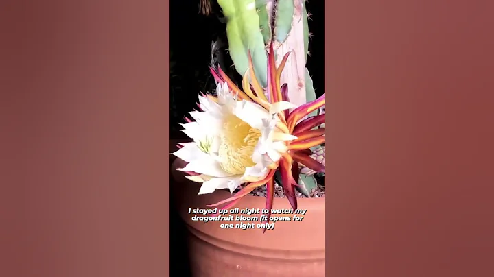 Beautiful Dragon Fruit Bloom - DayDayNews