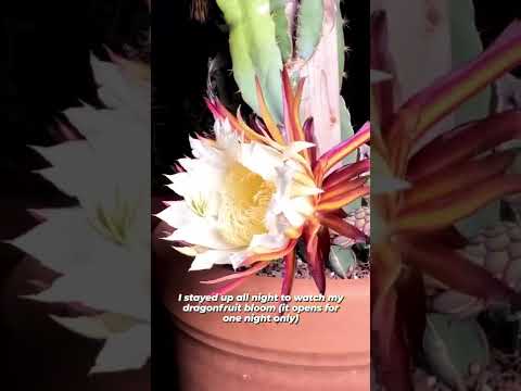 Video: Kdy kvete dračí ovoce – důvody, proč na kaktusu dračího ovoce nekvetou