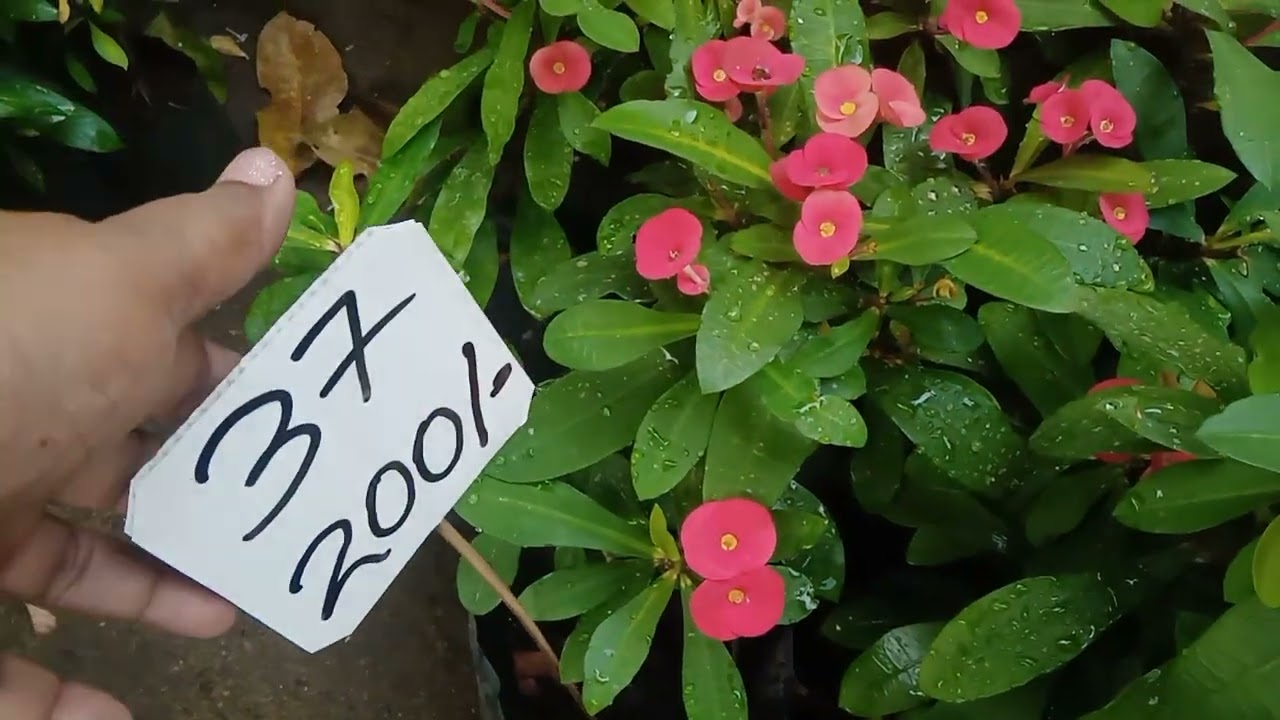 අඩුම මිලට මල් පැල ගන්න එන්න ❤️078 6094585 ,whatsapp massage කරන්න ❤️