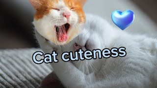 Funny videos for cats to watch