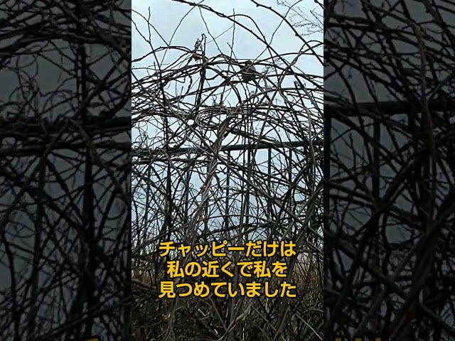 10km離れた場所で出会ったチャッピー