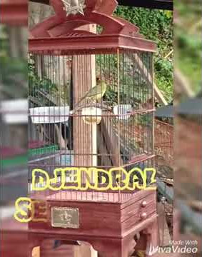 Pleci tembak molor..DJENDRAL