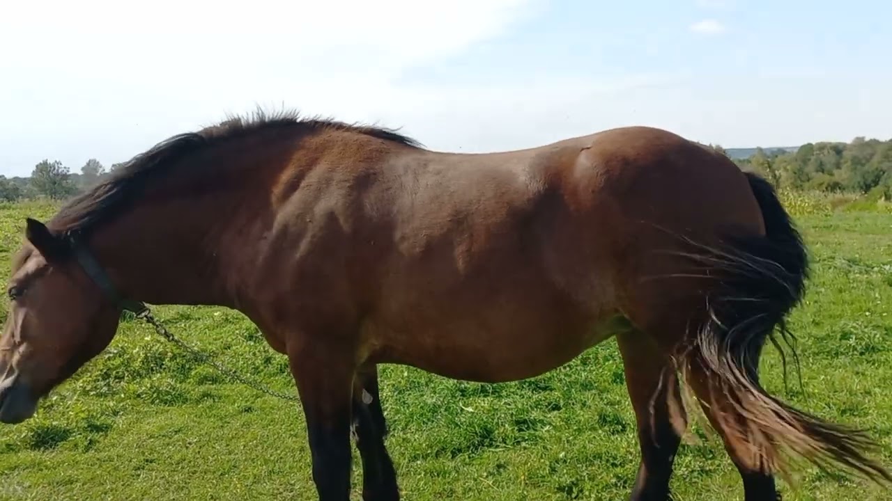 Огляд наших коней.