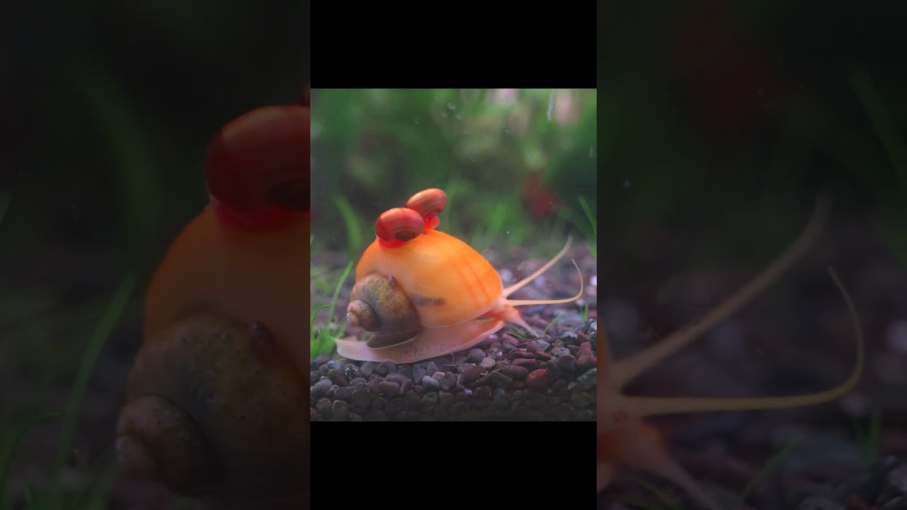 2026 1월 21일 작은어항 Creating a no water change, no filter aquarium 무여과 물생활 #1