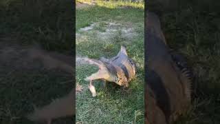 Listen To The Sound Of This Crocodile