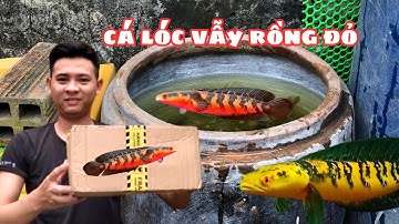 Form Cá Lóc Vẫy Rồng Đỏ Ngoài trời Bằng cái Lu To