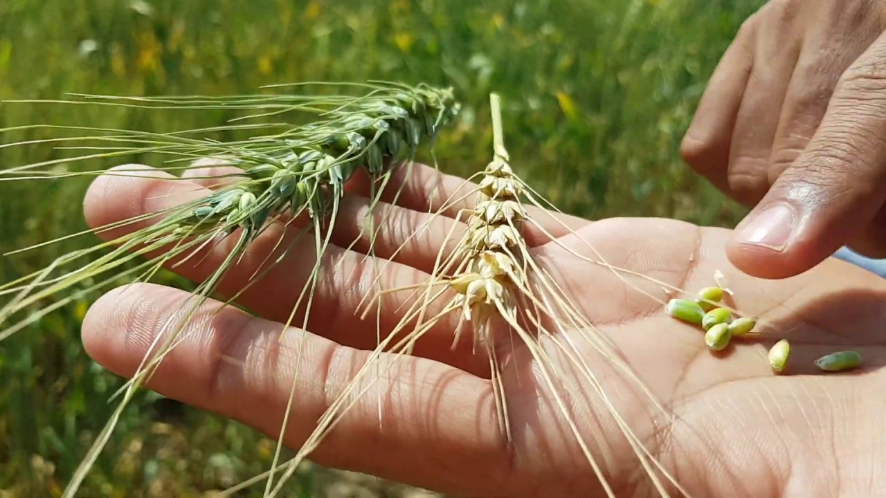 Wheat growth stages | seeds of wheat plant | life cycle of wheat | new
