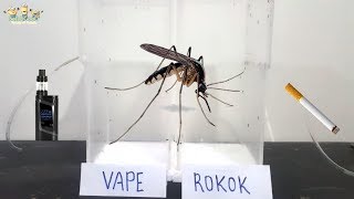 cigarette vs Vaping test to mosquito!! Experiment