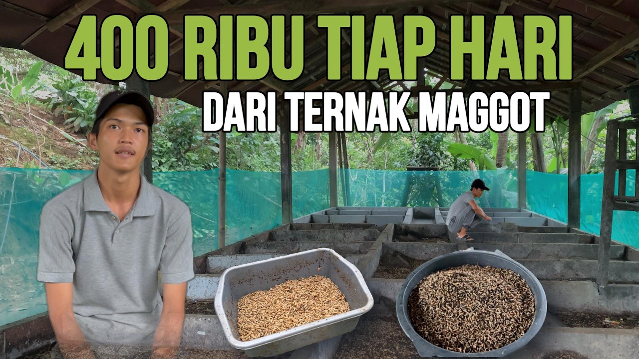 Rela Menabung Sejak Sekolah, Kini Ternak Maggot Bisa Menghidupi Keluarga