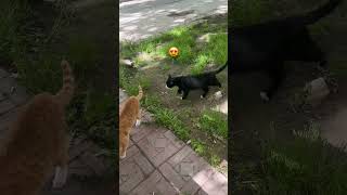 Mushukchalar #cat cat videos #mushukchalar #rek #video