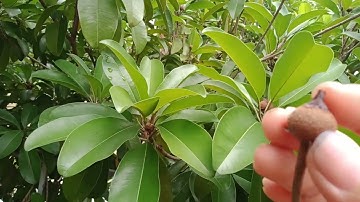 một số lưu ý khi tỉa quả hồng xiêm xoài